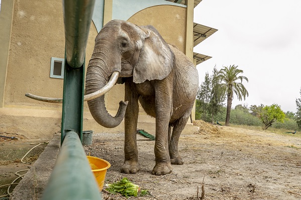 Foto - Bütün ülke 'Bambi'yi konuşuyor