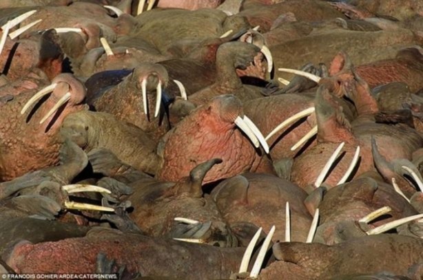 Foto - Büyük göçten muhteşem kareler