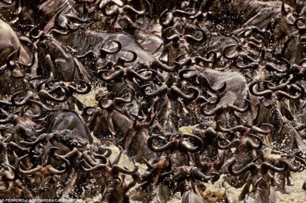 Foto - Büyük göçten muhteşem kareler