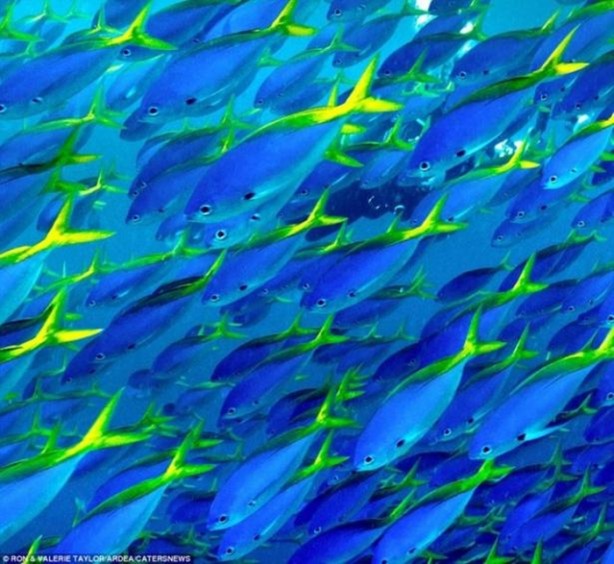 Foto - Büyük göçten muhteşem kareler