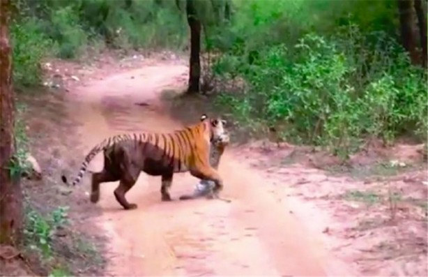 Foto - Büyük kedilerin kavgası turistleri şaşırttı!