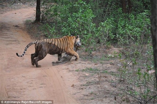 Foto - Büyük kedilerin kavgası turistleri şaşırttı!