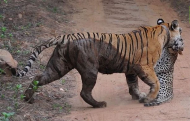 Foto - Büyük kedilerin kavgası turistleri şaşırttı!
