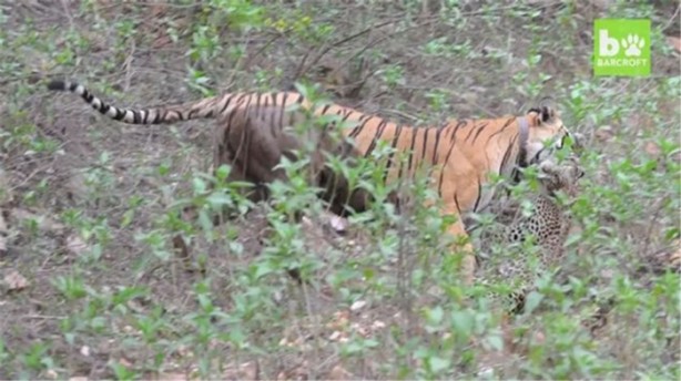 Foto - Büyük kedilerin kavgası turistleri şaşırttı!
