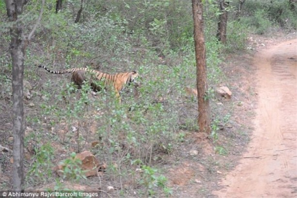 Büyük kedilerin kavgası turistleri şaşırttı!