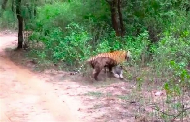 Foto - Büyük kedilerin kavgası turistleri şaşırttı!
