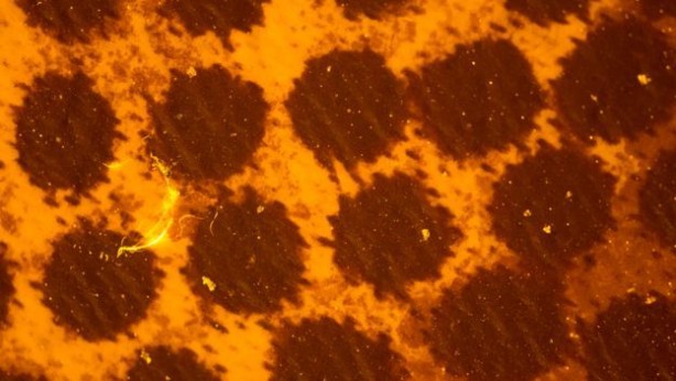 Foto - Büyük markaların şişe sularında plastik maddeler bulundu