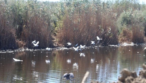 Foto - Büyük Menderes'teki toplu balık ölümleri tedirgin etti!