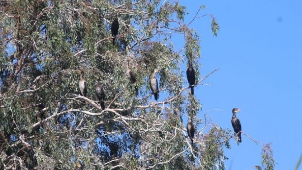 Foto - Büyük Menderes'teki toplu balık ölümleri tedirgin etti!