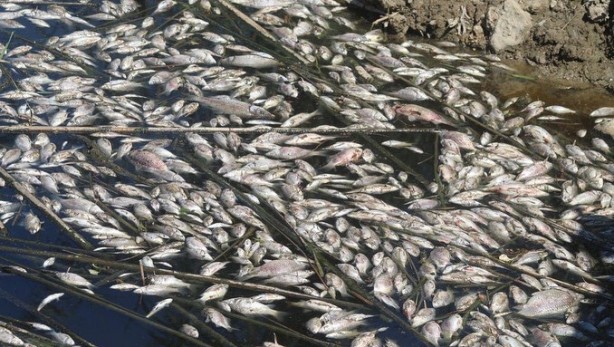 Foto - Büyük Menderes'teki toplu balık ölümleri tedirgin etti!