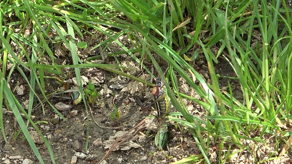 Foto - Büyük panik yaşanıyor! Bu köyü çekirgeler istila etti