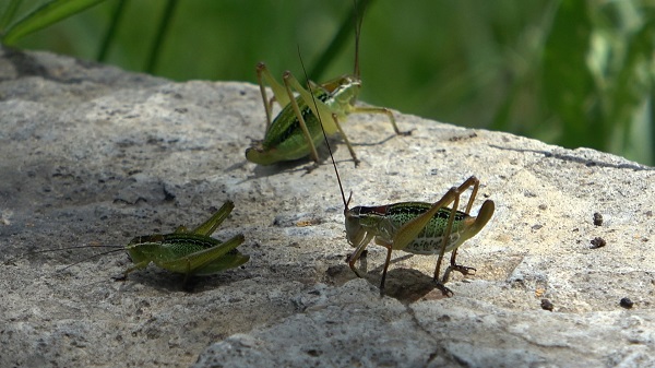 Büyük panik yaşanıyor! Bu köyü çekirgeler istila etti