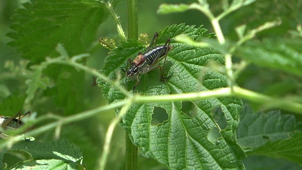 Foto - Büyük panik yaşanıyor! Bu köyü çekirgeler istila etti