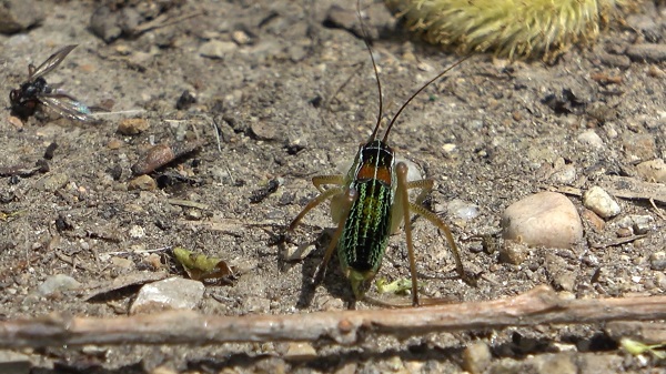 Foto - Büyük panik yaşanıyor! Bu köyü çekirgeler istila etti