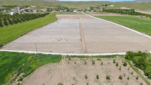 Foto - Büyük sıkıntı yaşanmaya başladı| Deprem tarımı da vurdu!