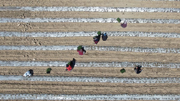 Foto - Büyük sıkıntı yaşanmaya başladı| Deprem tarımı da vurdu!