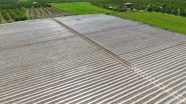 Foto - Büyük sıkıntı yaşanmaya başladı| Deprem tarımı da vurdu!
