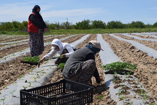 Foto - Büyük sıkıntı yaşanmaya başladı| Deprem tarımı da vurdu!