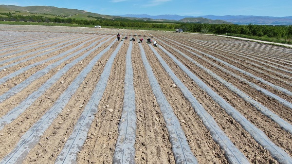 Foto - Büyük sıkıntı yaşanmaya başladı| Deprem tarımı da vurdu!