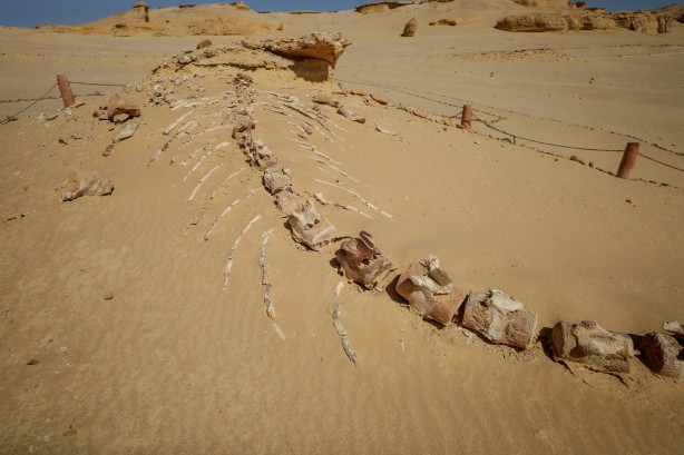 Foto - Büyük şoka uğradılar! Çölün ortasından bakın ne fışkırıyor! Arkeologlar şaşkın...