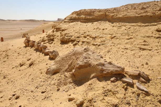 Foto - Büyük şoka uğradılar! Çölün ortasından bakın ne fışkırıyor! Arkeologlar şaşkın...