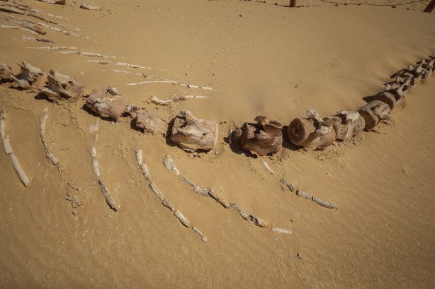Foto - Büyük şoka uğradılar! Çölün ortasından bakın ne fışkırıyor! Arkeologlar şaşkın...