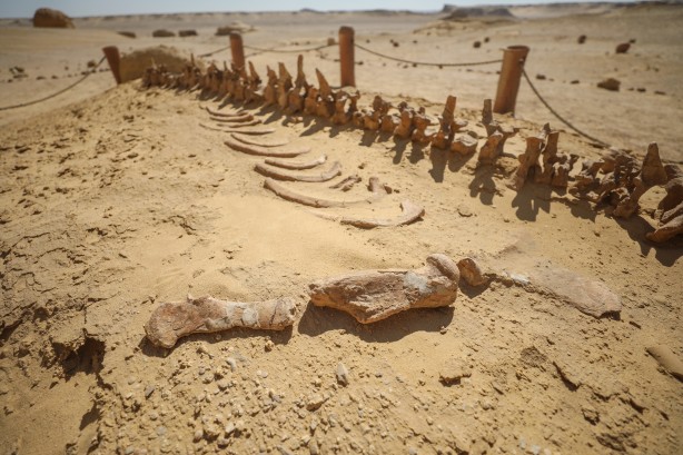 Foto - Büyük şoka uğradılar! Çölün ortasından bakın ne fışkırıyor! Arkeologlar şaşkın...