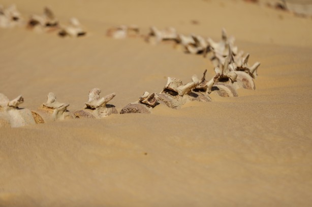 Foto - Büyük şoka uğradılar! Çölün ortasından bakın ne fışkırıyor! Arkeologlar şaşkın...
