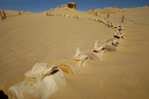 Foto - Büyük şoka uğradılar! Çölün ortasından bakın ne fışkırıyor! Arkeologlar şaşkın...