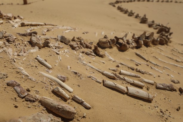 Foto - Büyük şoka uğradılar! Çölün ortasından bakın ne fışkırıyor! Arkeologlar şaşkın...