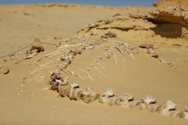 Foto - Büyük şoka uğradılar! Çölün ortasından bakın ne fışkırıyor! Arkeologlar şaşkın...