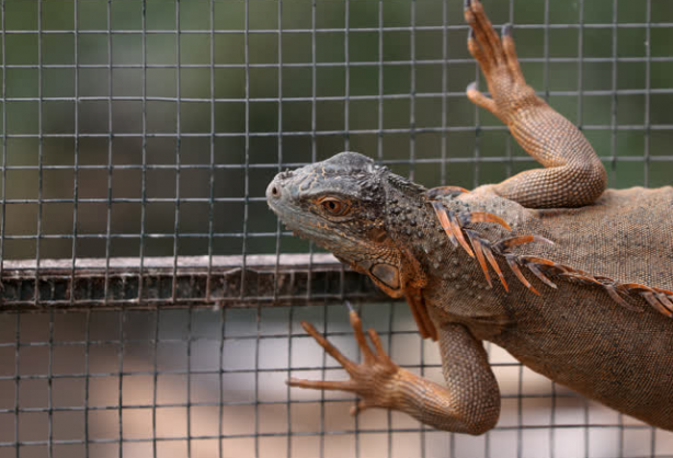 Foto - Büyük sürpriz var! ‘O günü iple çekiyoruz’