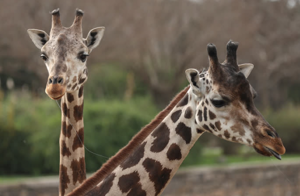 Foto - Büyük sürpriz var! ‘O günü iple çekiyoruz’