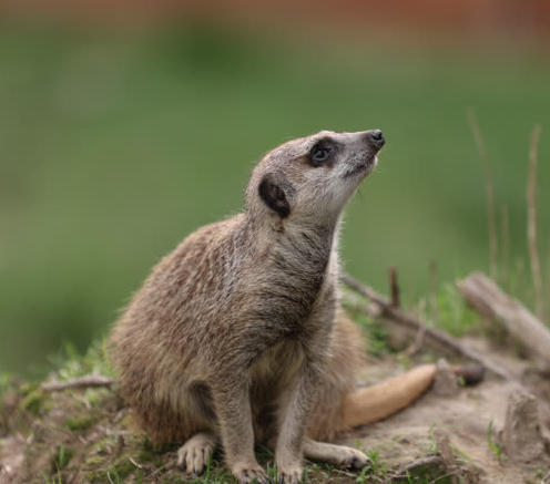 Foto - Büyük sürpriz var! ‘O günü iple çekiyoruz’