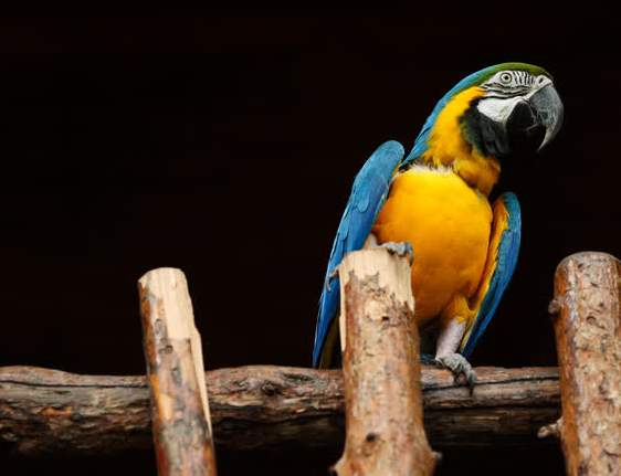 Foto - Büyük sürpriz var! ‘O günü iple çekiyoruz’