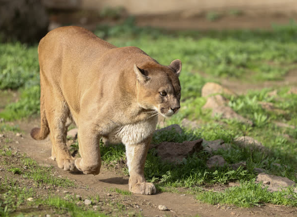 Foto - Büyük sürpriz var! ‘O günü iple çekiyoruz’