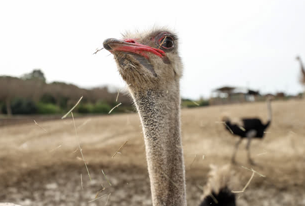 Foto - Büyük sürpriz var! ‘O günü iple çekiyoruz’