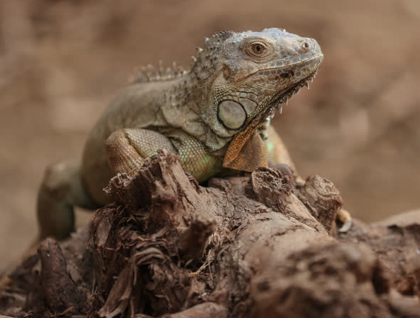 Foto - Büyük sürpriz var! ‘O günü iple çekiyoruz’