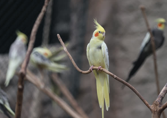 Foto - Büyük sürpriz var! ‘O günü iple çekiyoruz’