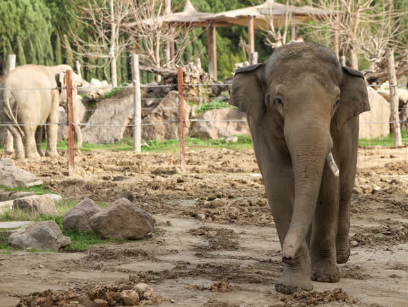 Foto - Büyük sürpriz var! ‘O günü iple çekiyoruz’