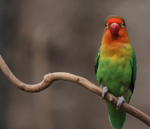 Foto - Büyük sürpriz var! ‘O günü iple çekiyoruz’