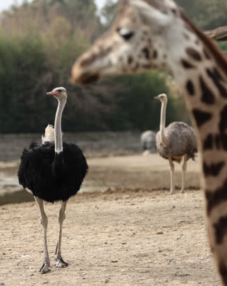 Foto - Büyük sürpriz var! ‘O günü iple çekiyoruz’