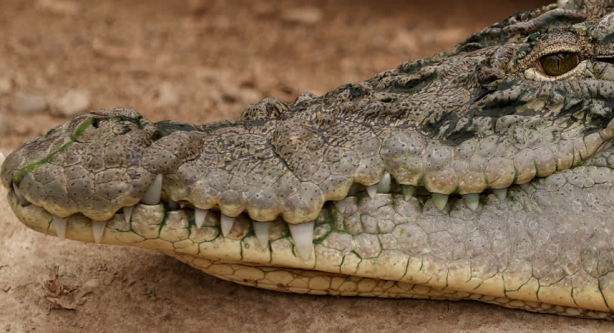 Foto - Büyük sürpriz var! ‘O günü iple çekiyoruz’