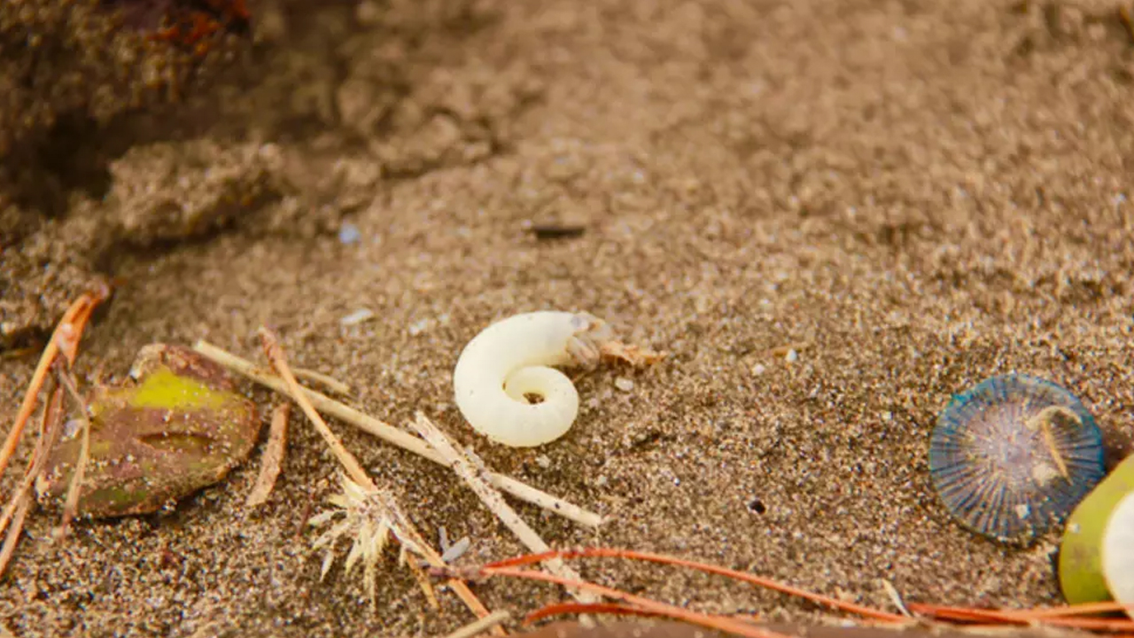 Foto - Büyük tehlike: Et yiyen vidalı kurtçuk vakalarında yüzde 53’lük korkutan artış! Türkiye’de var mı?
