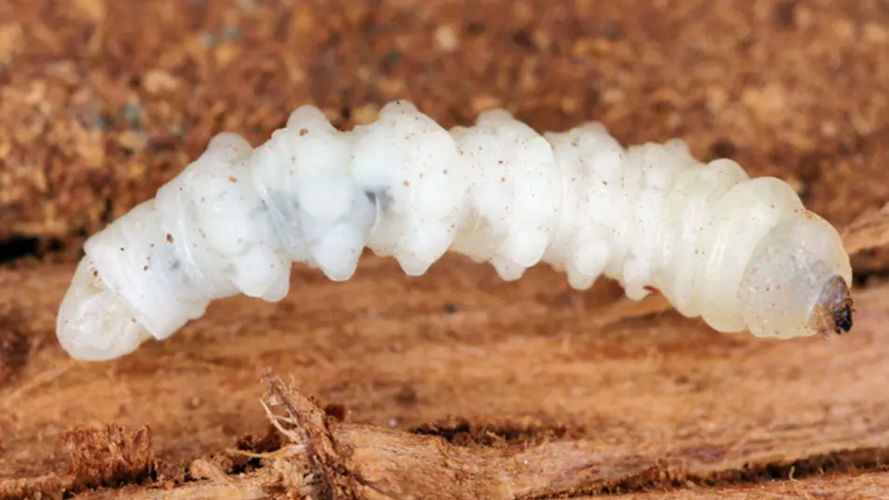 Büyük tehlike: Et yiyen vidalı kurtçuk vakalarında yüzde 53’lük korkutan artış! Türkiye’de var mı?