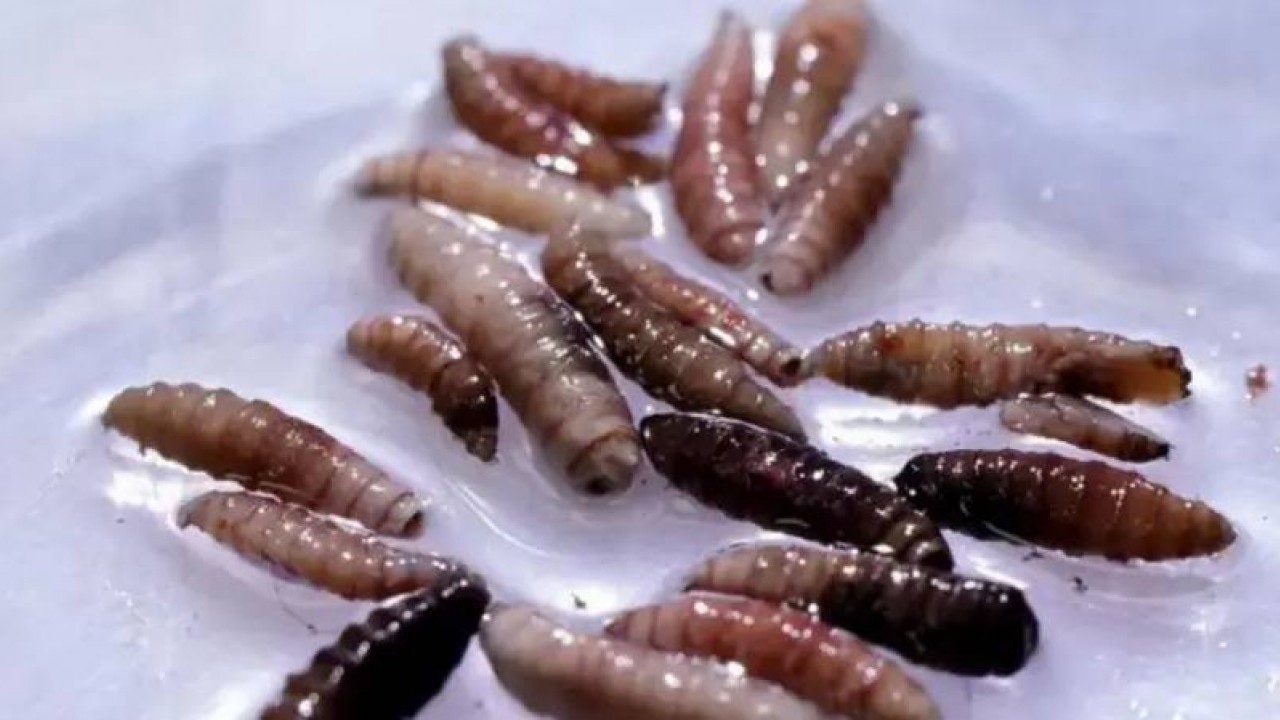 Foto - Büyük tehlike: Et yiyen vidalı kurtçuk vakalarında yüzde 53’lük korkutan artış! Türkiye’de var mı?