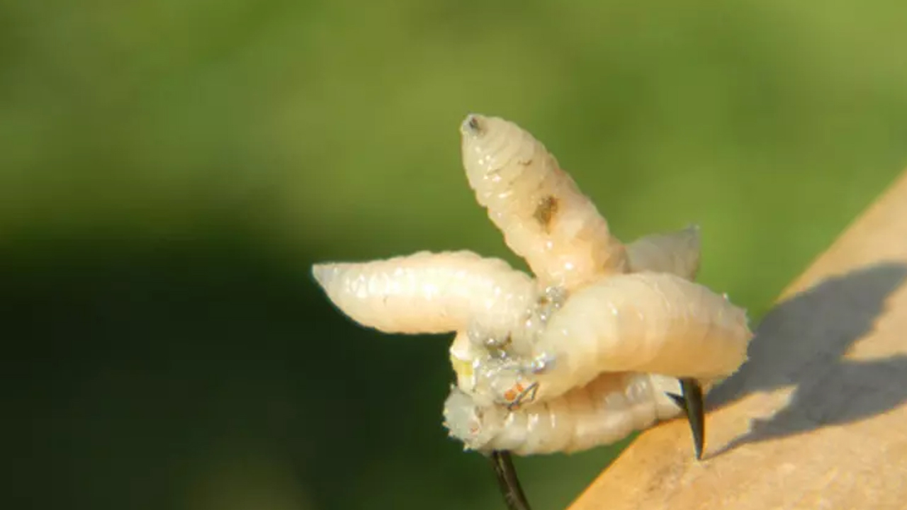 Foto - Büyük tehlike: Et yiyen vidalı kurtçuk vakalarında yüzde 53’lük korkutan artış! Türkiye’de var mı?