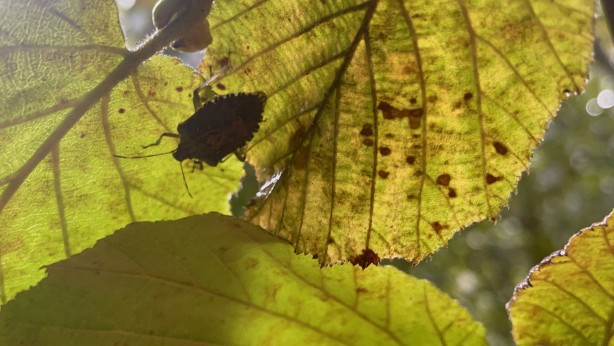 Büyük zararı var! Artvin'de başladı, Karadeniz'de sıçradı, Türkiye'ye yayılıyor!