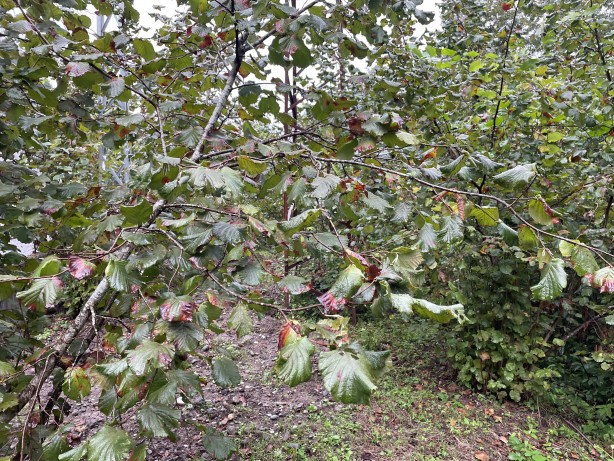 Foto - Büyük zararı var! Artvin'de başladı, Karadeniz'de sıçradı, Türkiye'ye yayılıyor!