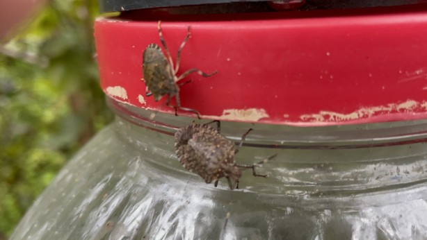 Foto - Büyük zararı var! Artvin'de başladı, Karadeniz'de sıçradı, Türkiye'ye yayılıyor!